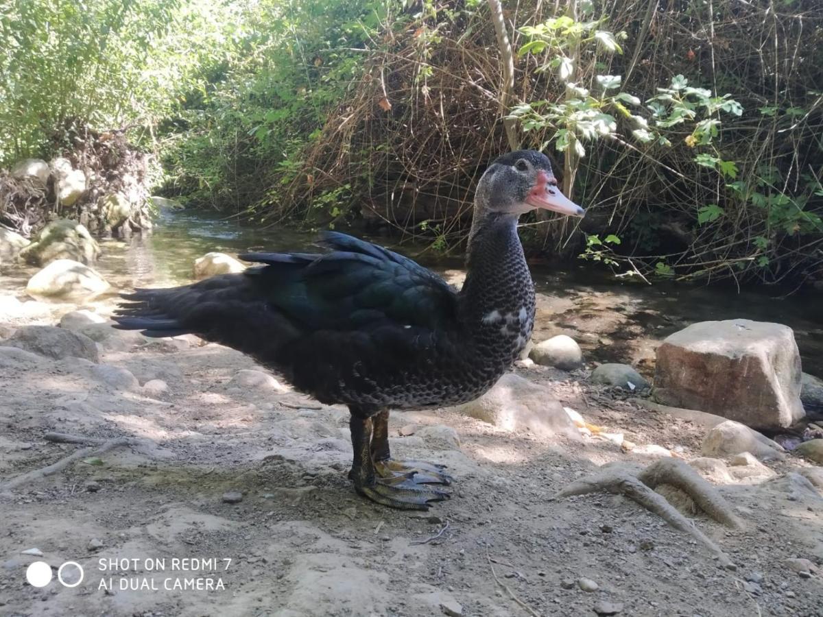 Alojamientos Sierra De Cadiz Benamahoma Zewnętrze zdjęcie
